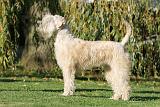 IRISH WHEATEN TERRIER 008